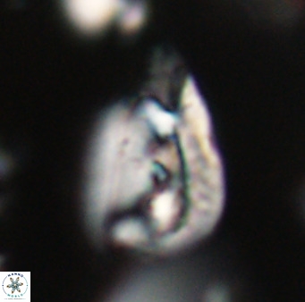 Helicosphaerella bipuncta VR 32963