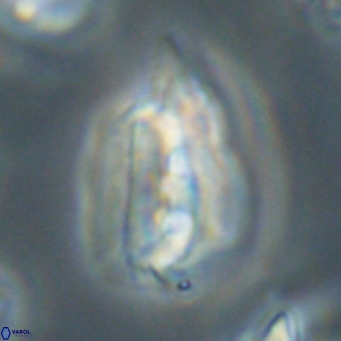 Helicosphaerella bipuncta VR 32978