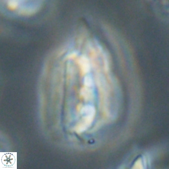 Helicosphaerella bipuncta VR 32978