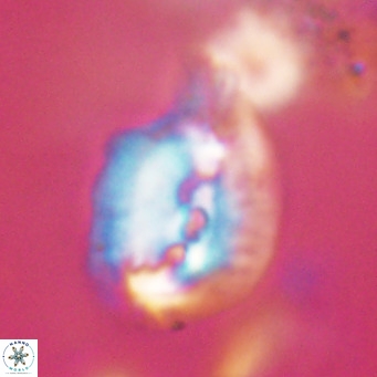 Helicosphaerella bipuncta VR 32989