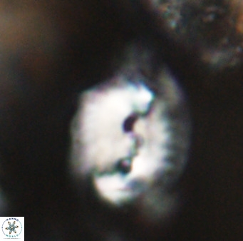 Helicosphaerella bipuncta VR 32997