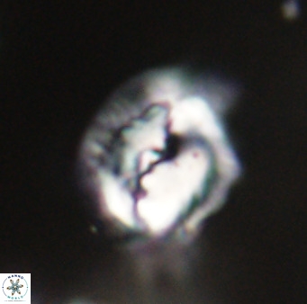 Helicosphaerella bipuncta VR 33005