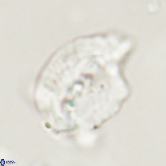 Helicosphaerella bipuncta VR 33006