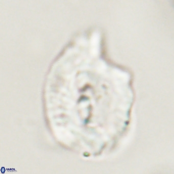 Helicosphaerella bipuncta VR 33007