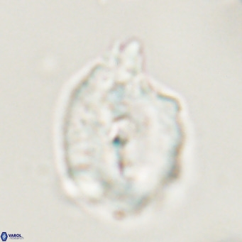 Helicosphaerella bipuncta VR 33008