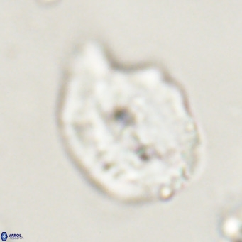 Helicosphaerella bipuncta VR 33009
