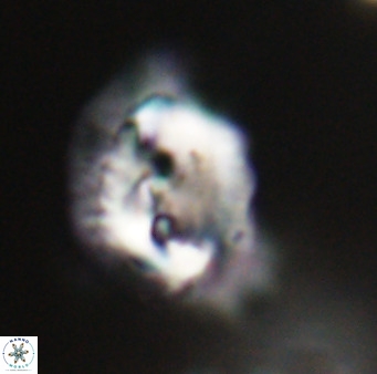 Helicosphaerella bipuncta VR 33002