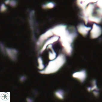 Helicosphaerella bramlettei VR 027214