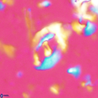 Helicosphaerella bramlettei VR 027215