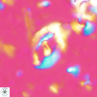 Helicosphaerella bramlettei VR 027215