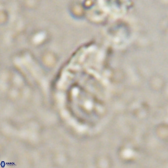 Helicosphaerella bramlettei VR 027216