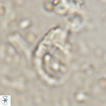 Helicosphaerella bramlettei VR 027216