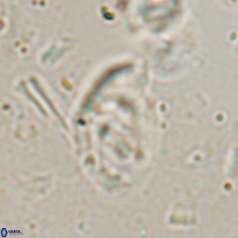Helicosphaerella bramlettei VR 027217