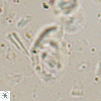 Helicosphaerella bramlettei VR 027217