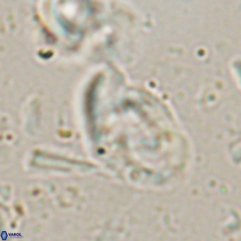 Helicosphaerella bramlettei VR 027218