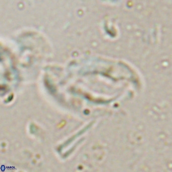 Helicosphaerella bramlettei VR 027219