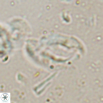 Helicosphaerella bramlettei VR 027219