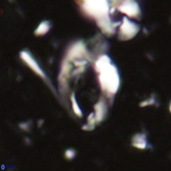 Helicosphaerella bramlettei VR 027210