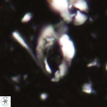 Helicosphaerella bramlettei VR 027210
