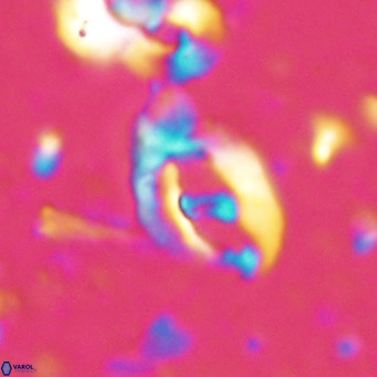 Helicosphaerella bramlettei VR 027212