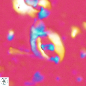Helicosphaerella bramlettei VR 027212