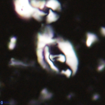 Helicosphaerella bramlettei VR 027213