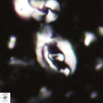 Helicosphaerella bramlettei VR 027213