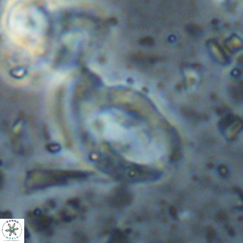 Helicosphaerella bramlettei VR 027224