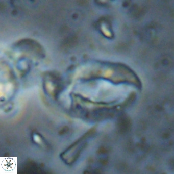 Helicosphaerella bramlettei VR 027225