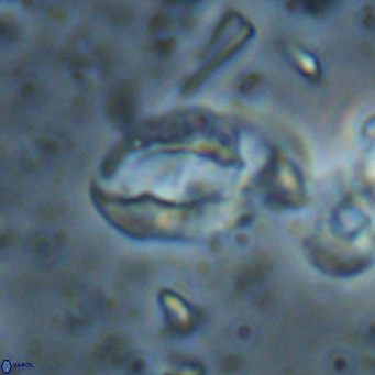 Helicosphaerella bramlettei VR 027226