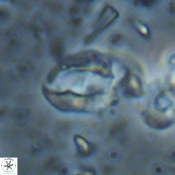 Helicosphaerella bramlettei VR 027226
