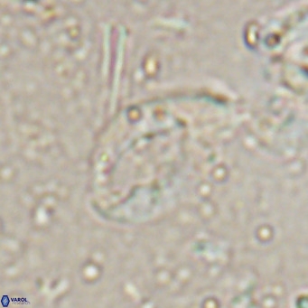 Helicosphaerella bramlettei VR 027220
