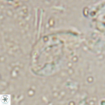 Helicosphaerella bramlettei VR 027220