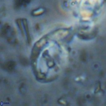Helicosphaerella bramlettei VR 027222