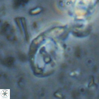 Helicosphaerella bramlettei VR 027222