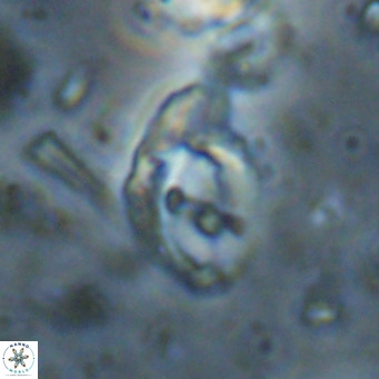 Helicosphaerella bramlettei VR 027223