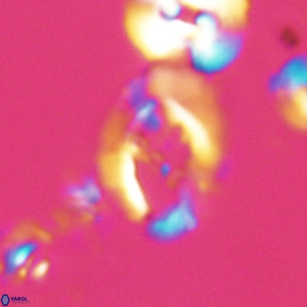 Helicosphaerella bramlettei VR 028424