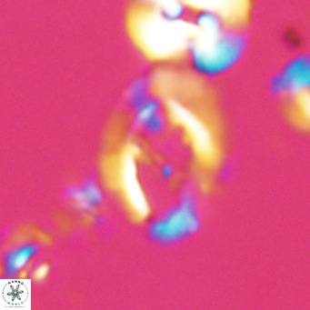 Helicosphaerella bramlettei VR 028424