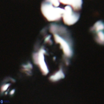 Helicosphaerella bramlettei VR 028425