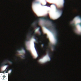 Helicosphaerella bramlettei VR 028425