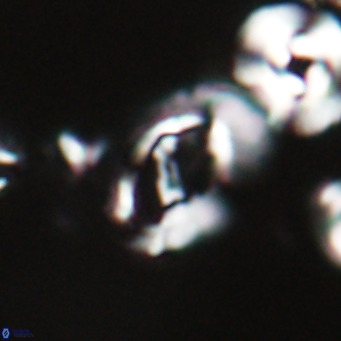 Helicosphaerella bramlettei VR 028426
