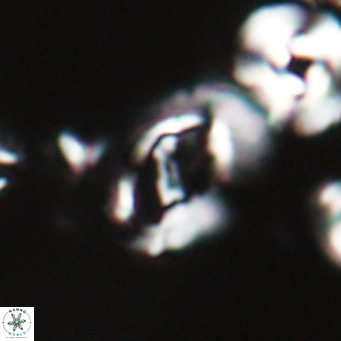 Helicosphaerella bramlettei VR 028426