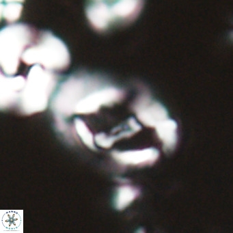Helicosphaerella bramlettei VR 028422