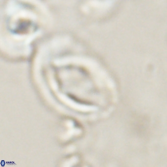 Helicosphaerella bramlettei VR 028434