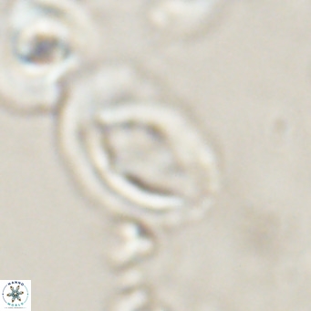 Helicosphaerella bramlettei VR 028434