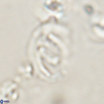 Helicosphaerella bramlettei VR 028435