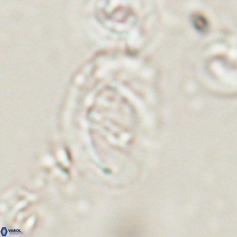 Helicosphaerella bramlettei VR 028436