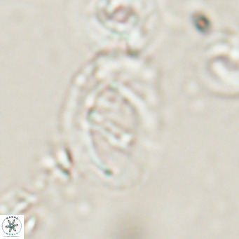 Helicosphaerella bramlettei VR 028436