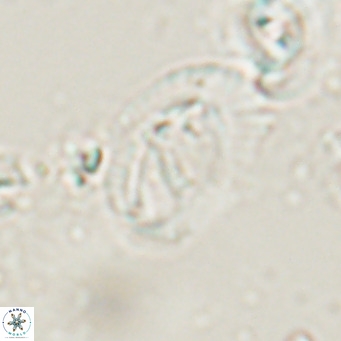 Helicosphaerella bramlettei VR 028437