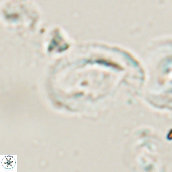 Helicosphaerella bramlettei VR 028438